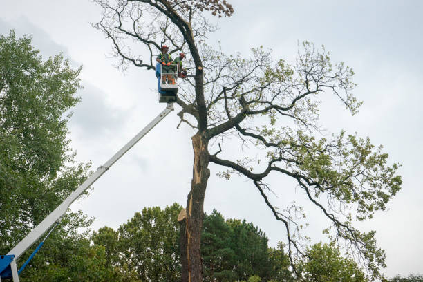 Best Root Management and Removal  in San Bruno, CA